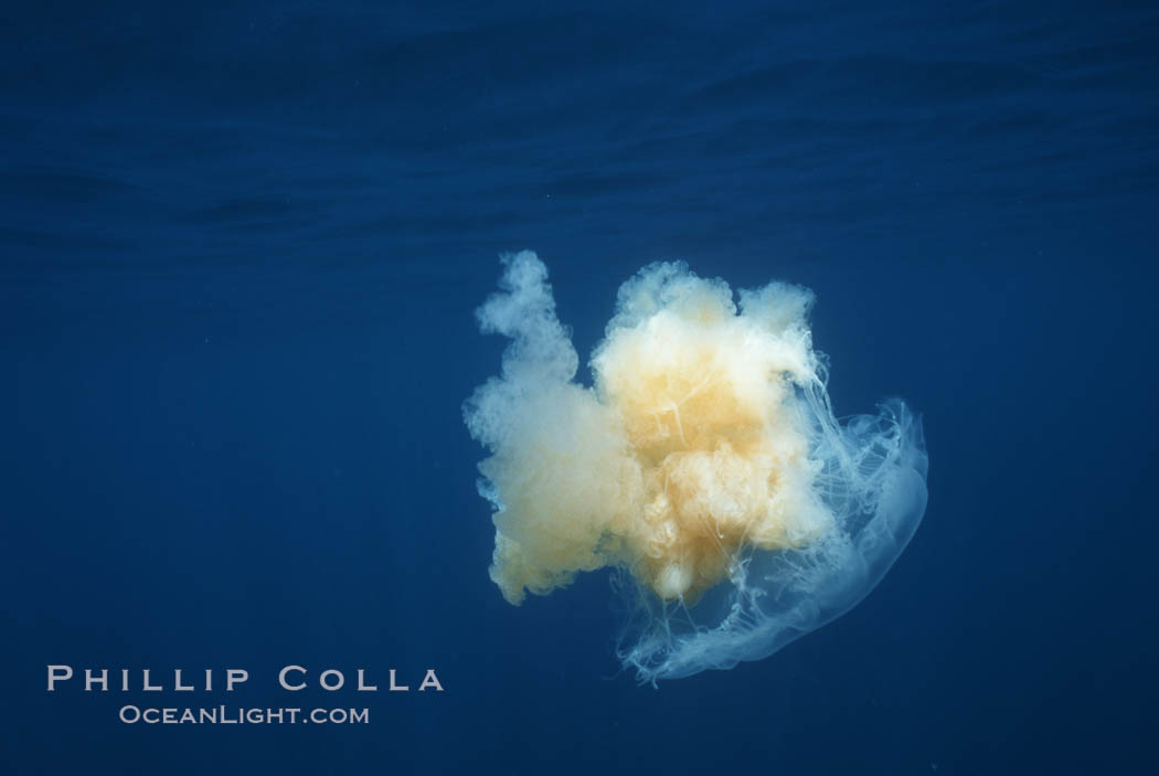 Fried egg jellyfish, open ocean. San Diego, California, USA, Phacellophora camtschatica, natural history stock photograph, photo id 05336