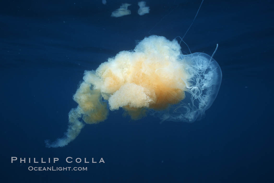 Fried egg jellyfish, open ocean. San Diego, California, USA, Phacellophora camtschatica, natural history stock photograph, photo id 05337