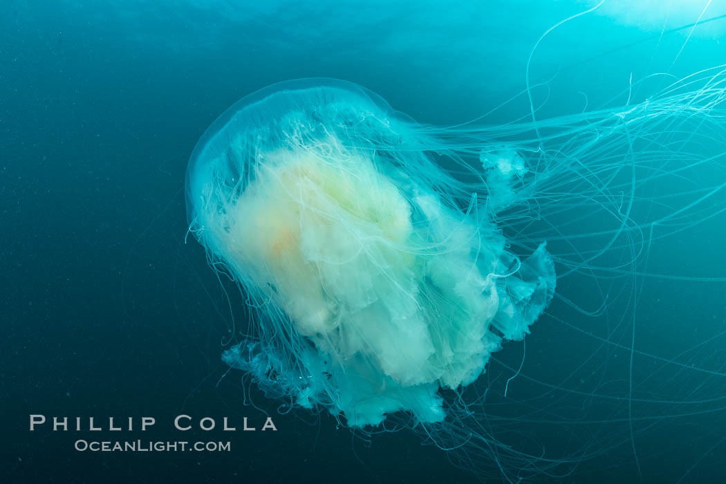 Fried-egg jellyfish, drifting through the open ocean. San Clemente Island, California, USA, natural history stock photograph, photo id 37088