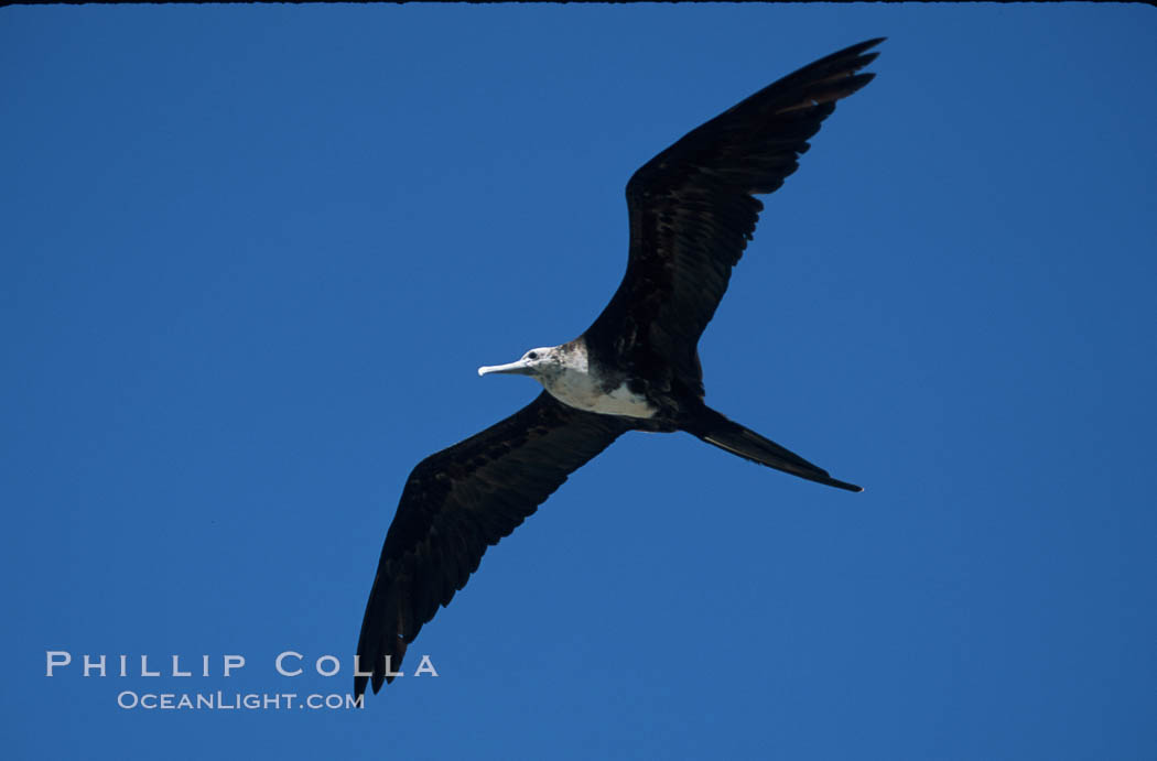 Frigate bird, juvenile (note white head), Punta Suarez. Hood Island, Galapagos Islands, Ecuador, Fregata, natural history stock photograph, photo id 01784