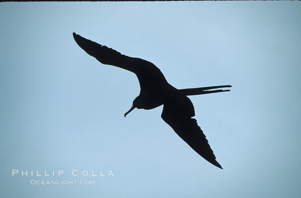 Frigate bird. South Plaza Island, Galapagos Islands, Ecuador, Fregata, natural history stock photograph, photo id 01781