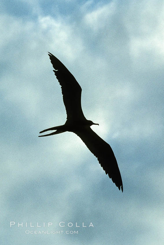 Frigate bird. Galapagos Islands, Ecuador, Fregata, natural history stock photograph, photo id 01783