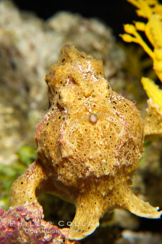 Frogfish, unidentified species.  The frogfish is a master of camoflage, lying in wait, motionless, until prey swims near, then POW lightning quick the frogfish gulps it down., natural history stock photograph, photo id 14511
