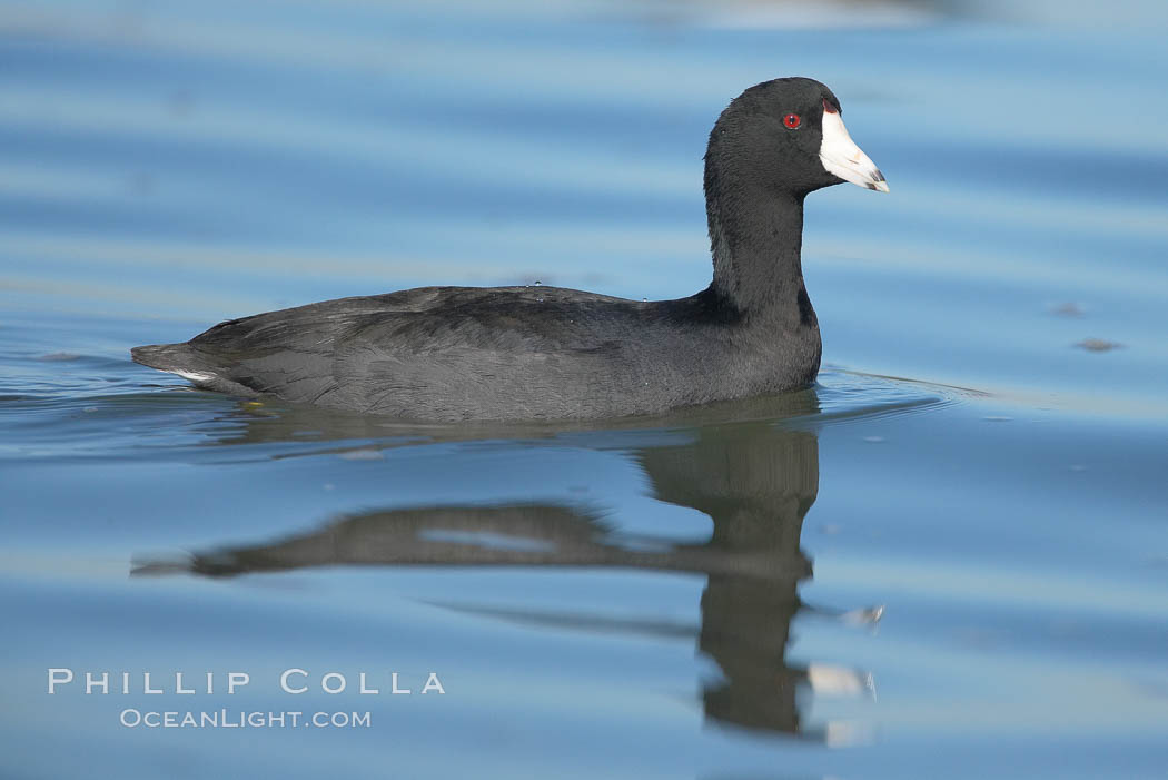 American coot. San Diego River, California, USA, Fulica americana, natural history stock photograph, photo id 18430