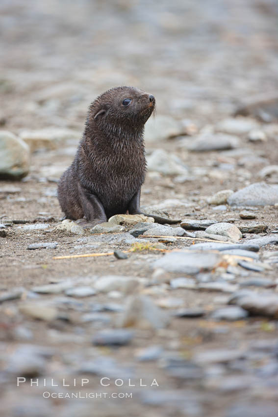 Antarctic fur seal, young pup, juvenile. Fortuna Bay, South Georgia Island, Arctocephalus gazella, natural history stock photograph, photo id 24626