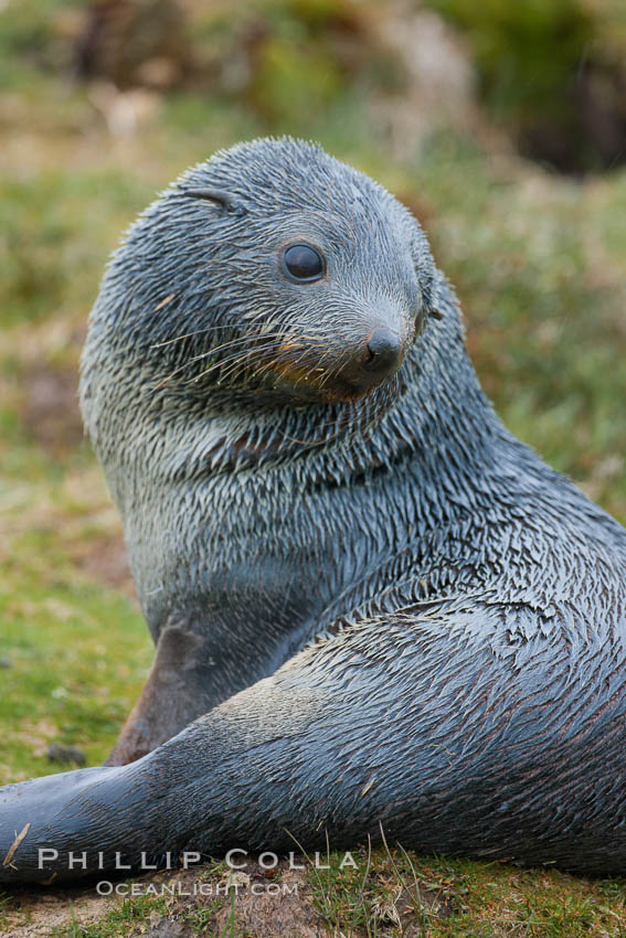 Antarctic fur seal. Fortuna Bay, South Georgia Island, Arctocephalus gazella, natural history stock photograph, photo id 24634