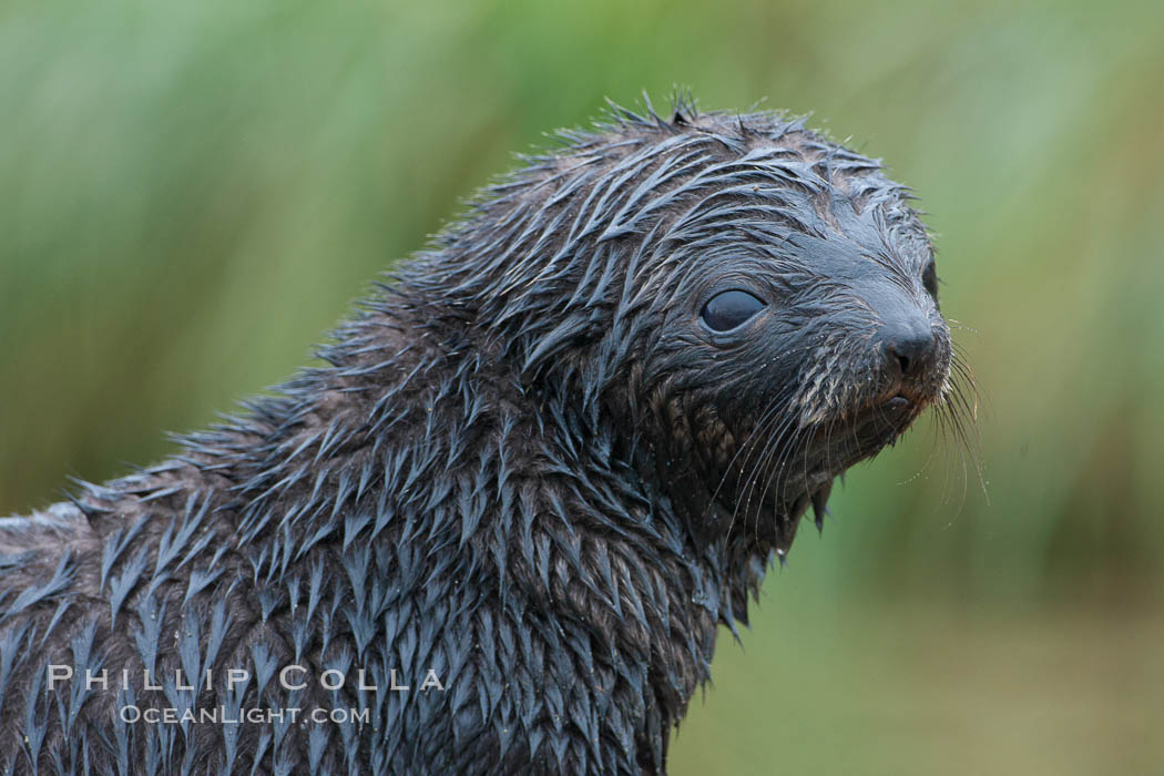 Antarctic fur seal, young pup, juvenile. Fortuna Bay, South Georgia Island, Arctocephalus gazella, natural history stock photograph, photo id 24670