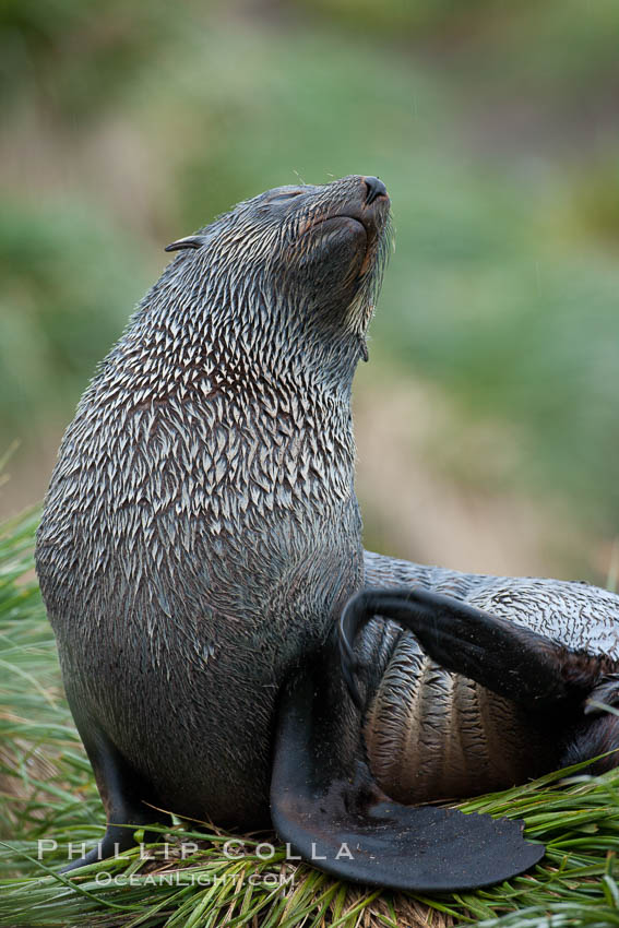 Antarctic fur seal. Fortuna Bay, South Georgia Island, Arctocephalus gazella, natural history stock photograph, photo id 24674