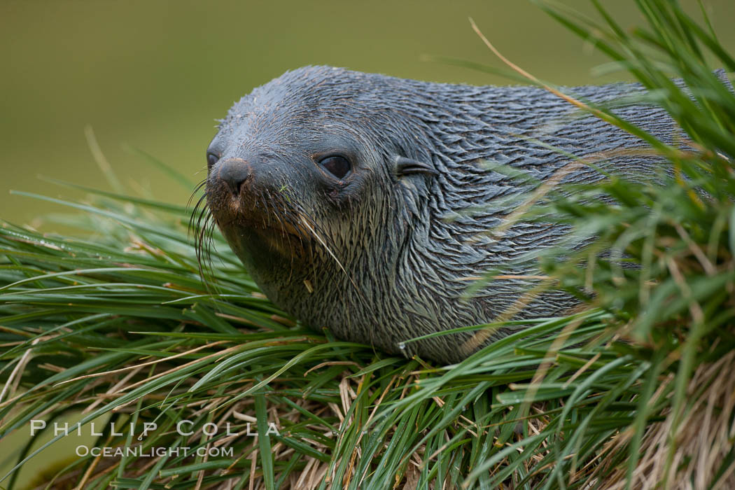 Antarctic fur seal on tussock grass. Fortuna Bay, South Georgia Island, Arctocephalus gazella, natural history stock photograph, photo id 24678