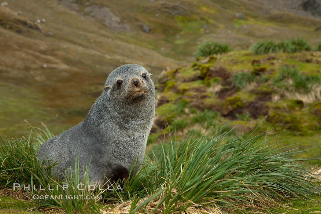 Antarctic fur seal on tussock grass. Fortuna Bay, South Georgia Island, Arctocephalus gazella, natural history stock photograph, photo id 24616