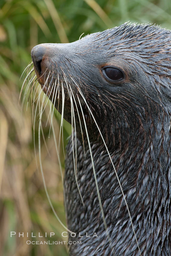 Antarctic fur seal, adult male (bull), showing distinctive pointed snout and long whiskers that are typical of many fur seal species. Fortuna Bay, South Georgia Island, Arctocephalus gazella, natural history stock photograph, photo id 24624