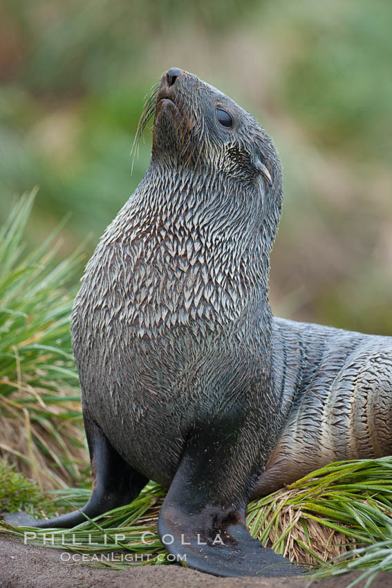 Antarctic fur seal. Fortuna Bay, South Georgia Island, Arctocephalus gazella, natural history stock photograph, photo id 24628