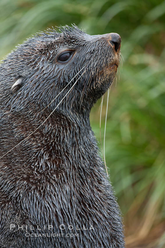 Antarctic fur seal, adult male (bull), showing distinctive pointed snout and long whiskers that are typical of many fur seal species. Fortuna Bay, South Georgia Island, Arctocephalus gazella, natural history stock photograph, photo id 24664