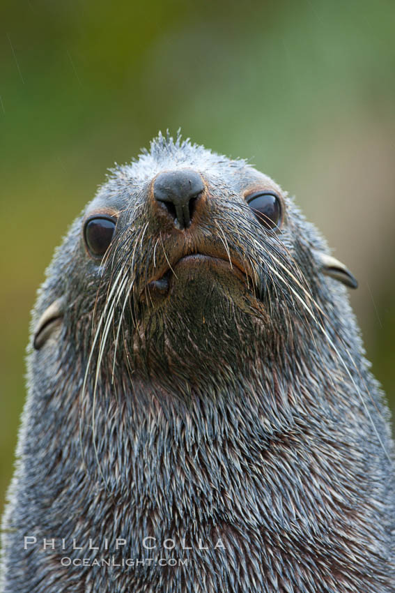 Antarctic fur seal, adult male (bull), showing distinctive pointed snout and long whiskers that are typical of many fur seal species. Fortuna Bay, South Georgia Island, Arctocephalus gazella, natural history stock photograph, photo id 24676