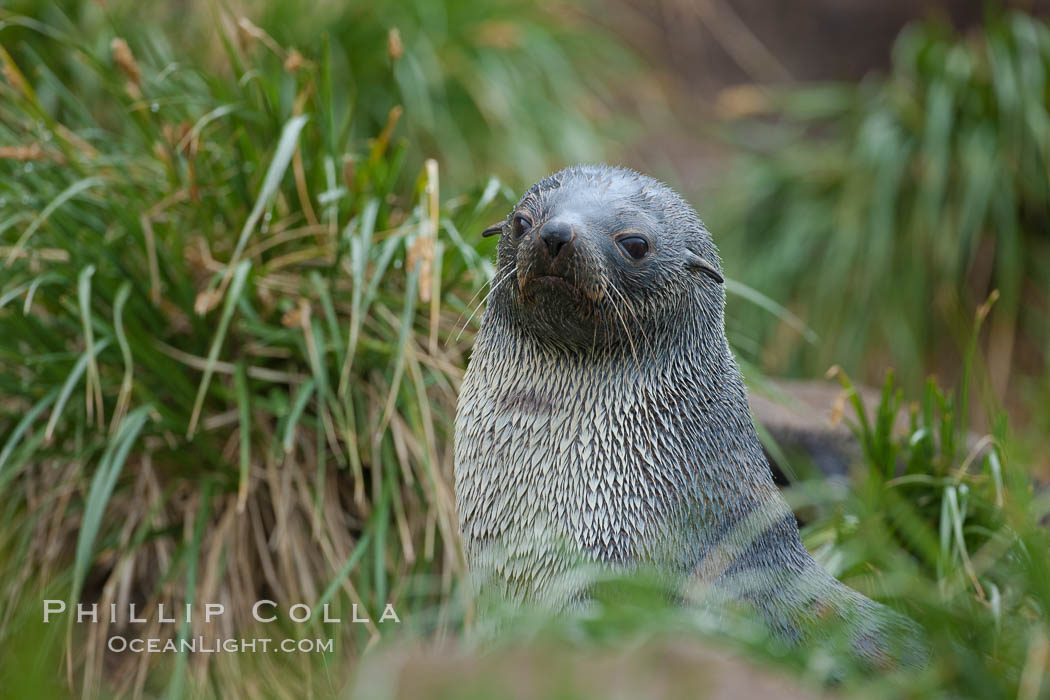 Antarctic fur seal on tussock grass. Fortuna Bay, South Georgia Island, Arctocephalus gazella, natural history stock photograph, photo id 24627