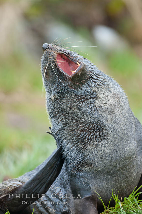 Antarctic fur seal, adult male (bull). Fortuna Bay, South Georgia Island, Arctocephalus gazella, natural history stock photograph, photo id 24631