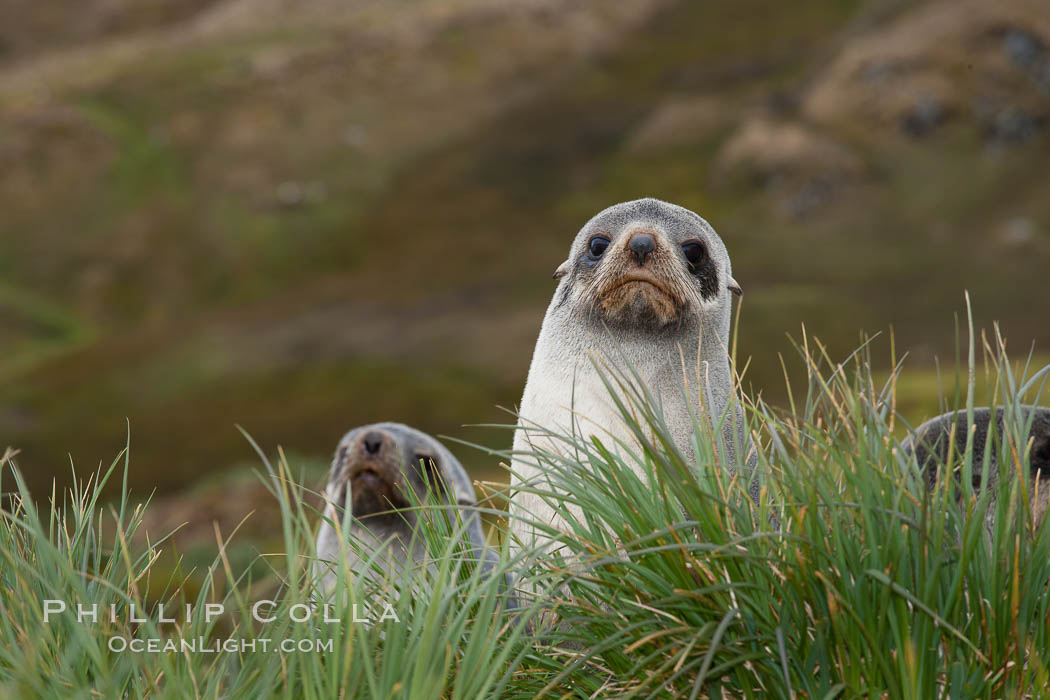 Antarctic fur seal on tussock grass. Fortuna Bay, South Georgia Island, Arctocephalus gazella, natural history stock photograph, photo id 24643