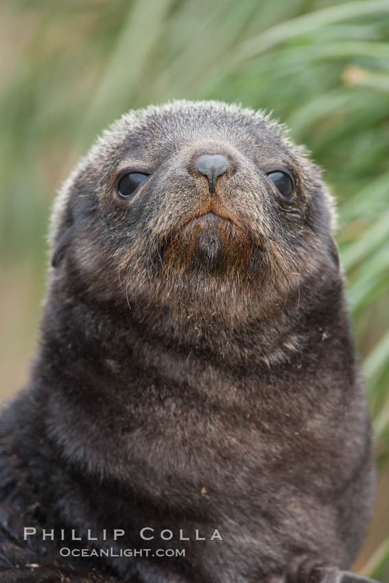 Antarctic fur seal, young pup, juvenile. Fortuna Bay, South Georgia Island, Arctocephalus gazella, natural history stock photograph, photo id 24659