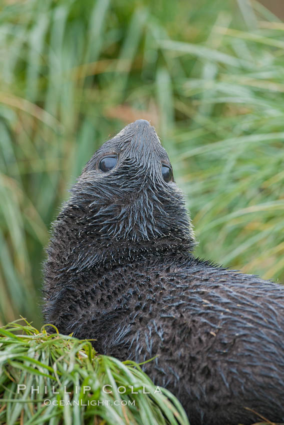 Antarctic fur seal on tussock grass. Fortuna Bay, South Georgia Island, Arctocephalus gazella, natural history stock photograph, photo id 24667