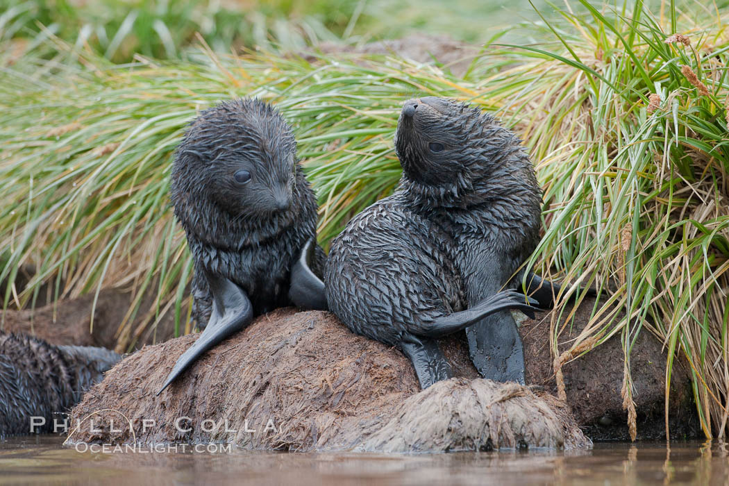 Antarctic fur seal, young pup, juvenile. Fortuna Bay, South Georgia Island, Arctocephalus gazella, natural history stock photograph, photo id 24671