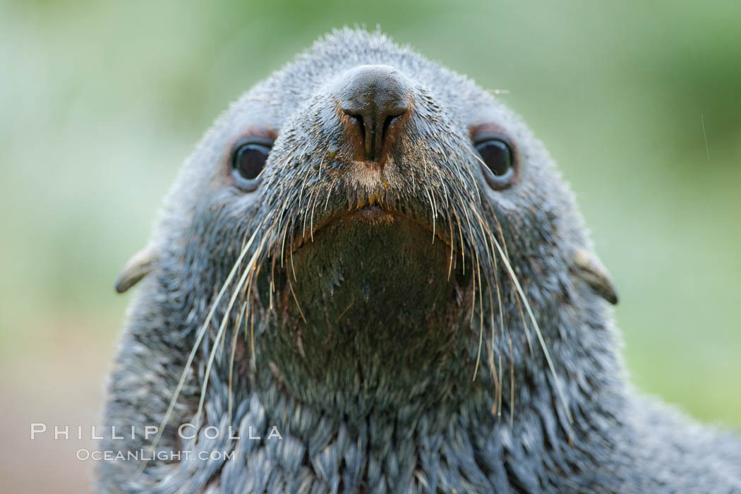 Antarctic fur seal, adult male (bull), showing distinctive pointed snout and long whiskers that are typical of many fur seal species. Fortuna Bay, South Georgia Island, Arctocephalus gazella, natural history stock photograph, photo id 24633