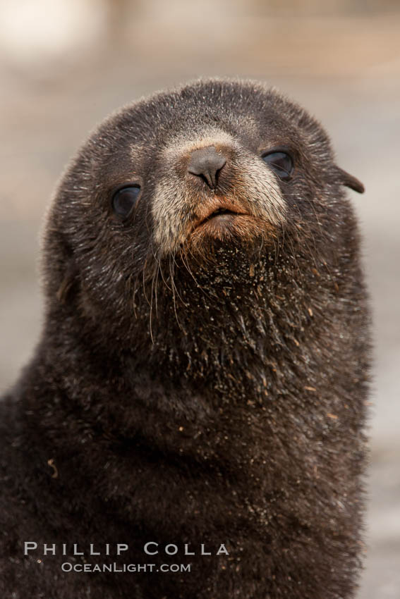 Antarctic fur seal, young pup, juvenile. Fortuna Bay, South Georgia Island, Arctocephalus gazella, natural history stock photograph, photo id 24645