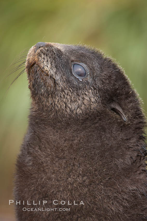 Antarctic fur seal, young pup, juvenile. Fortuna Bay, South Georgia Island, Arctocephalus gazella, natural history stock photograph, photo id 24657