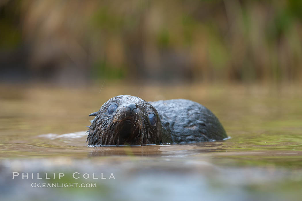 An antarctic fur seal pup plays in the water. Fortuna Bay, South Georgia Island, Arctocephalus gazella, natural history stock photograph, photo id 24669