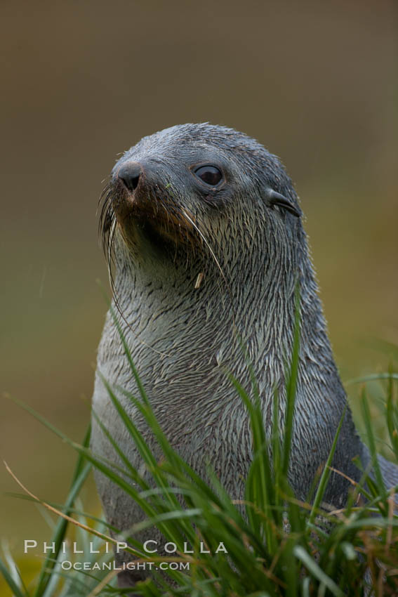 Antarctic fur seal on tussock grass. Fortuna Bay, South Georgia Island, Arctocephalus gazella, natural history stock photograph, photo id 24677