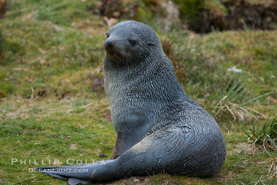 Antarctic fur seal. Fortuna Bay, South Georgia Island, Arctocephalus gazella, natural history stock photograph, photo id 24681