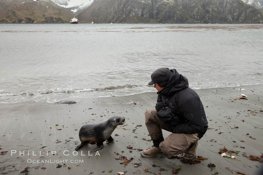 A curious Antarctic fur seal pup on the beach at Godthul. South Georgia Island, Arctocephalus gazella, natural history stock photograph, photo id 24705