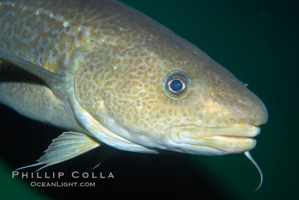 Pacific cod, a voracious predator, ranges north to the Bering Strait between Siberia and Alaska, living and feeding near the ocean bottom., Gadus macrocephalus, natural history stock photograph, photo id 16957