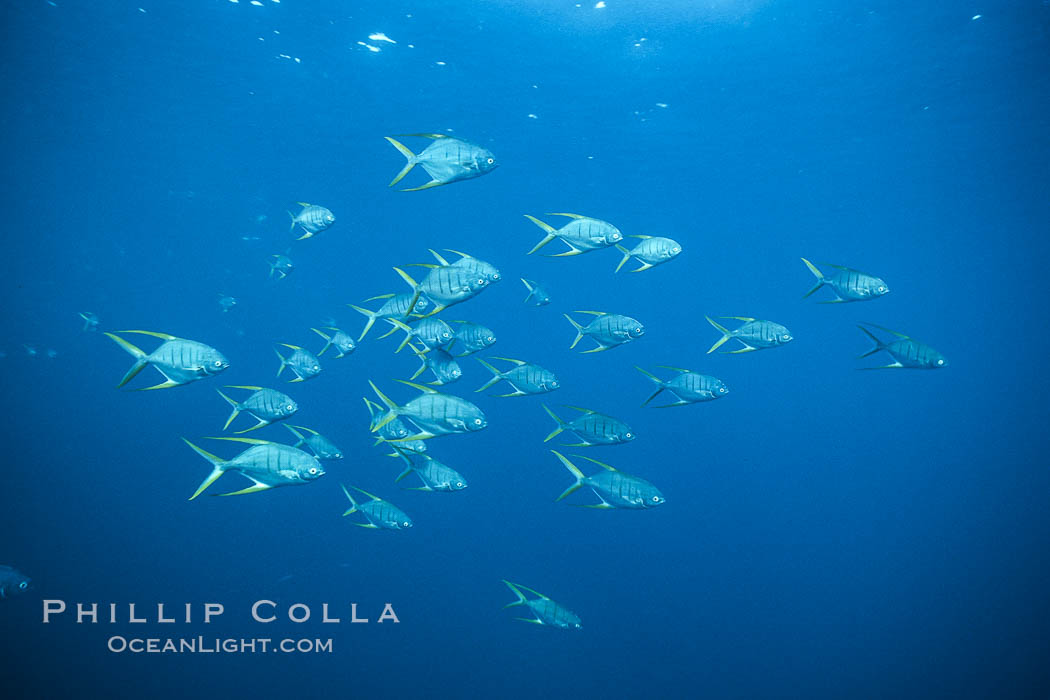 Gaff-top pompano, Sea of Cortez., natural history stock photograph, photo id 02036