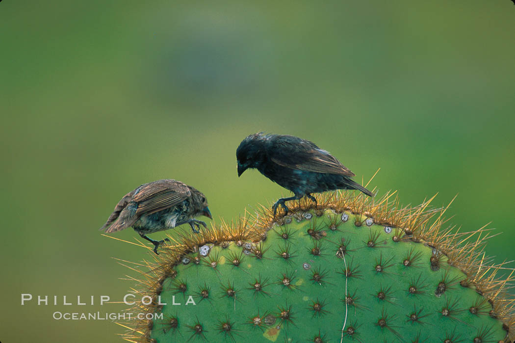 Galapagos finches, Darwins finches. Darwin Island, Galapagos Islands, Ecuador, natural history stock photograph, photo id 02274