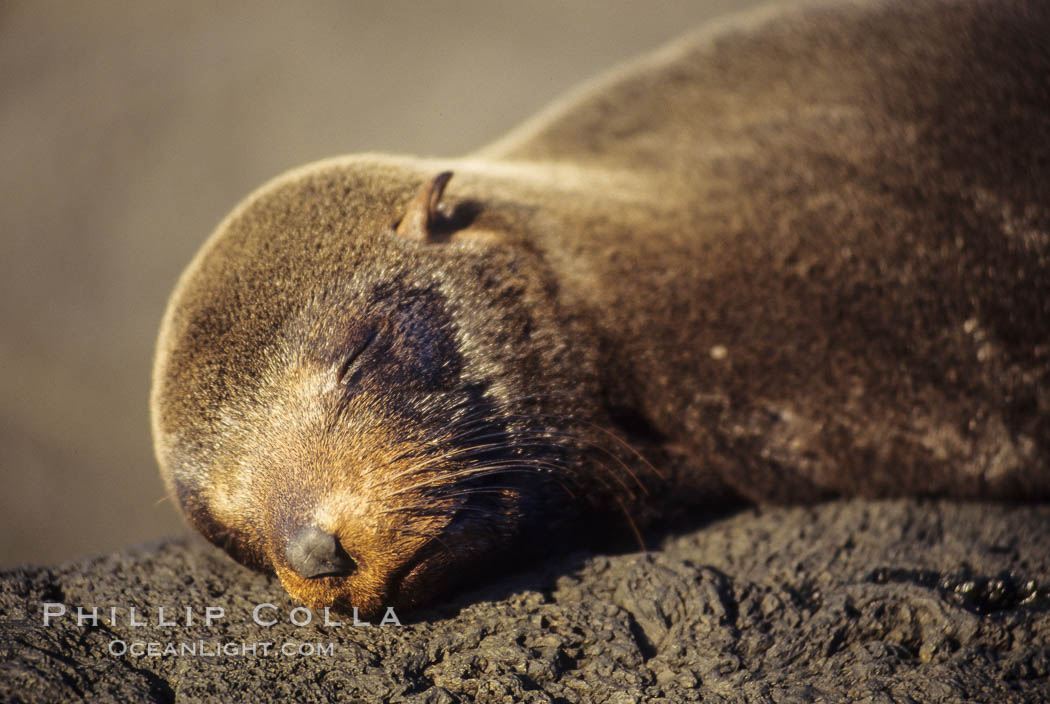 Galapagos fur seal. James Island, Galapagos Islands, Ecuador, Arctocephalus galapagoensis, natural history stock photograph, photo id 01562