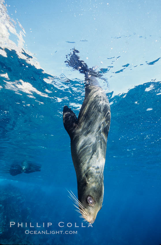 Galapagos fur seal. Darwin Island, Galapagos Islands, Ecuador, Arctocephalus galapagoensis, natural history stock photograph, photo id 01574