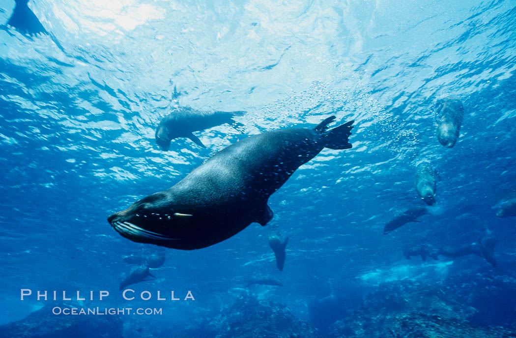 Galapagos fur seal. Darwin Island, Galapagos Islands, Ecuador, Arctocephalus galapagoensis, natural history stock photograph, photo id 01586