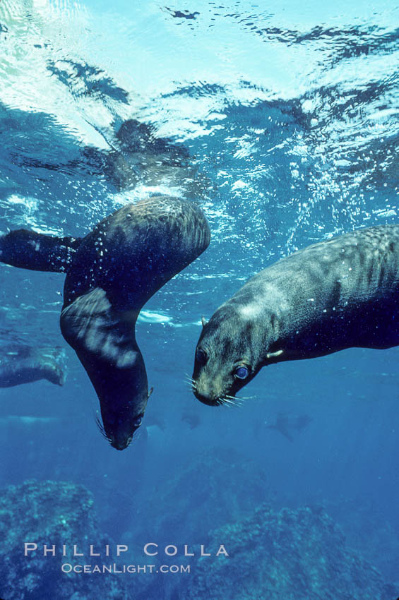 Galapagos fur seal. Darwin Island, Galapagos Islands, Ecuador, Arctocephalus galapagoensis, natural history stock photograph, photo id 01594
