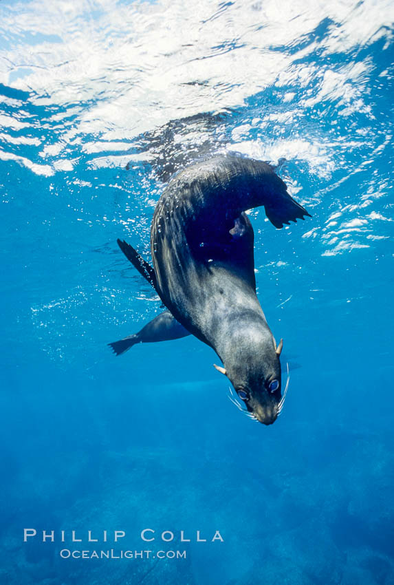 Galapagos fur seal. Darwin Island, Galapagos Islands, Ecuador, Arctocephalus galapagoensis, natural history stock photograph, photo id 01598