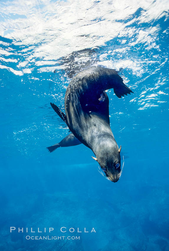 Galapagos fur seal. Darwin Island, Galapagos Islands, Ecuador, Arctocephalus galapagoensis, natural history stock photograph, photo id 01598