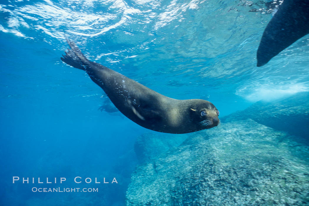 Galapagos fur seal. Darwin Island, Galapagos Islands, Ecuador, Arctocephalus galapagoensis, natural history stock photograph, photo id 01602
