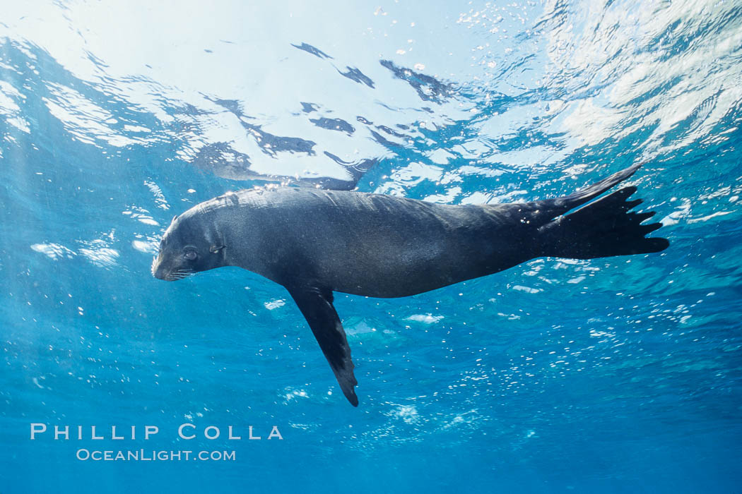 Galapagos fur seal. Darwin Island, Galapagos Islands, Ecuador, Arctocephalus galapagoensis, natural history stock photograph, photo id 01606