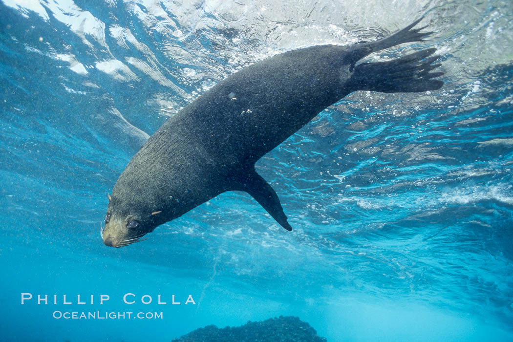 Galapagos fur seal,  Darwin Island. Galapagos Islands, Ecuador, Arctocephalus galapagoensis, natural history stock photograph, photo id 01686