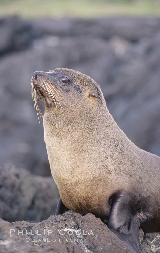 Galapagos fur seal. James Island, Galapagos Islands, Ecuador, Arctocephalus galapagoensis, natural history stock photograph, photo id 10070