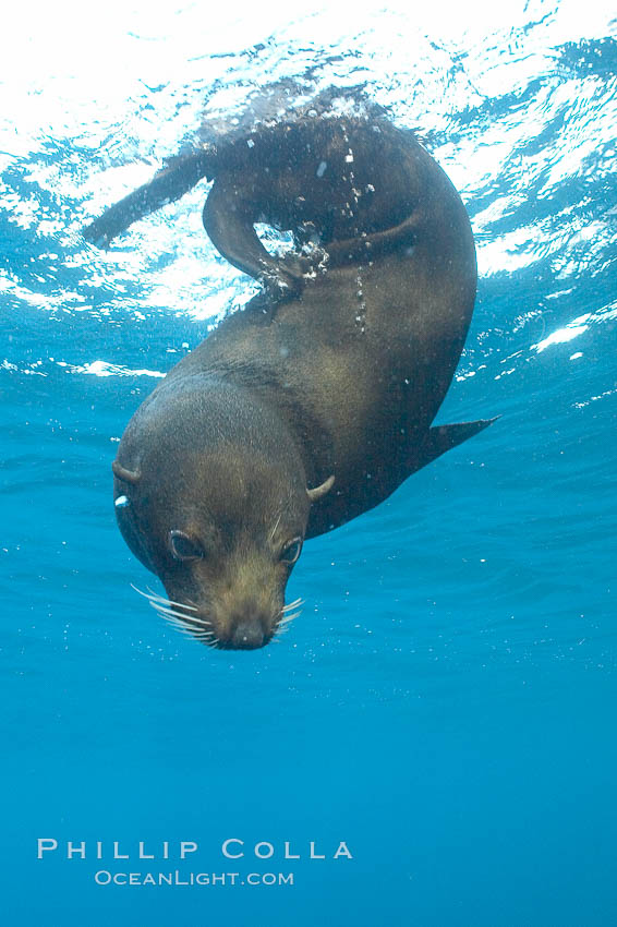 Galapagos fur seal,  Darwin Island. Galapagos Islands, Ecuador, Arctocephalus galapagoensis, natural history stock photograph, photo id 16314