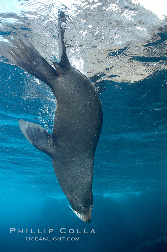 Galapagos fur seal,  Darwin Island. Galapagos Islands, Ecuador, Arctocephalus galapagoensis, natural history stock photograph, photo id 16318