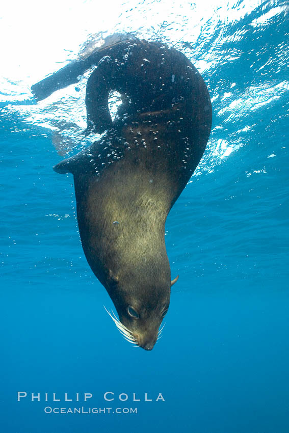 Galapagos fur seal,  Darwin Island. Galapagos Islands, Ecuador, Arctocephalus galapagoensis, natural history stock photograph, photo id 16322