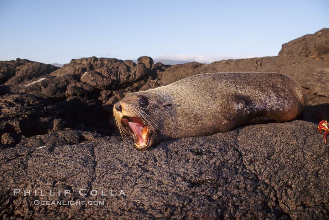 Galapagos fur seal. James Island, Galapagos Islands, Ecuador, Arctocephalus galapagoensis, natural history stock photograph, photo id 01568