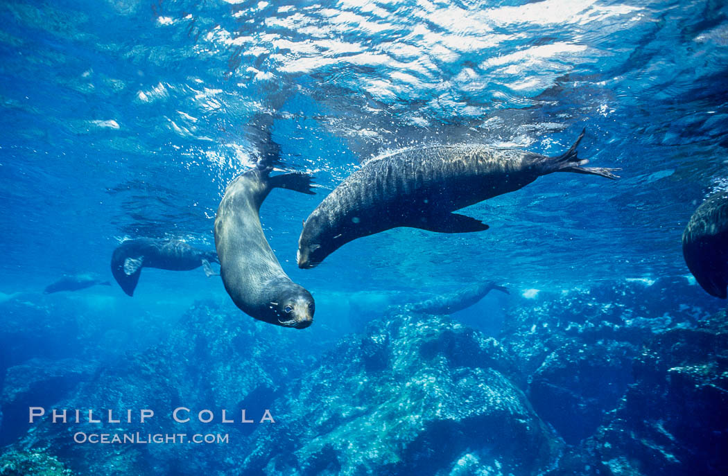 Galapagos fur seal. Darwin Island, Galapagos Islands, Ecuador, Arctocephalus galapagoensis, natural history stock photograph, photo id 01580