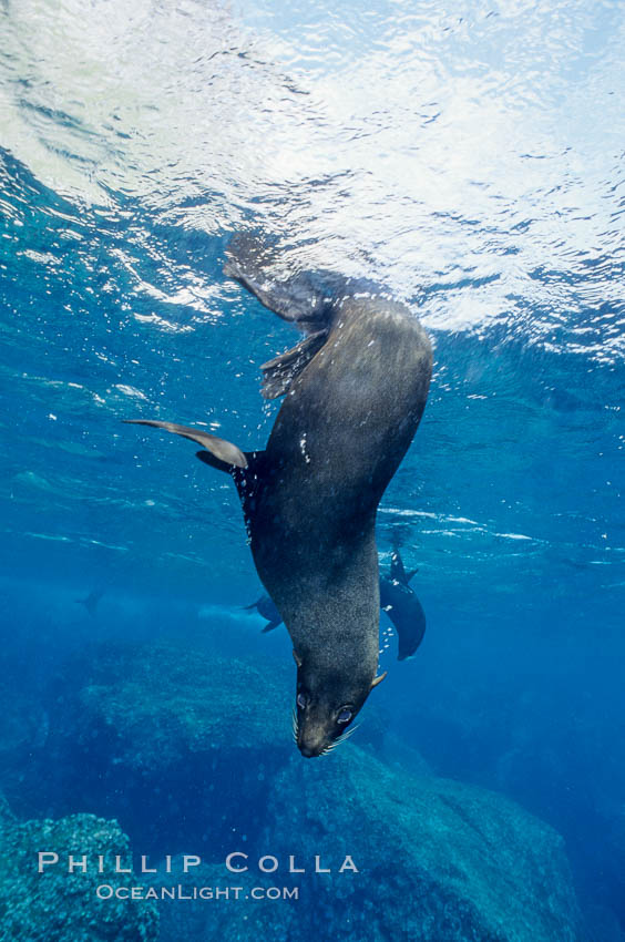 Galapagos fur seal. Darwin Island, Galapagos Islands, Ecuador, Arctocephalus galapagoensis, natural history stock photograph, photo id 01588